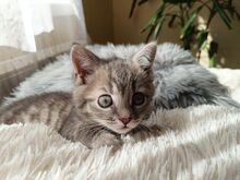 2-kuune emane kassipoeg otsib armastavat perekonda