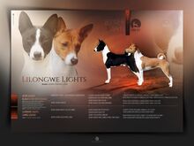 Basenji kutsikad