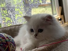 Шотландские прямоухие котята