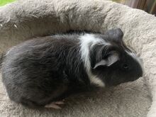 Merisiga