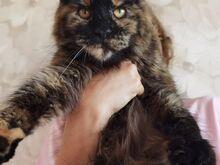 Maine Coon tüdruk