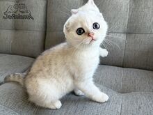 Scottish Fold poiss roheliste silmadega