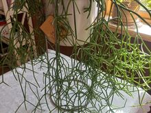 Toalill / taim Helmekaktus Rhipsalis