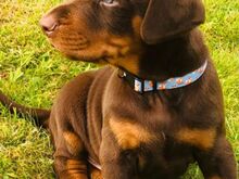 Dobermanni kutsikad