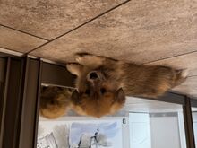 Pembroke Welsh Corgi