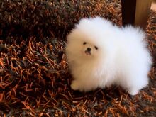Pomeranian kutsikas