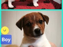 Jack Russell terjeri kutsikad