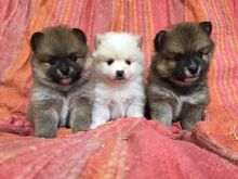 Pomeranian kutsikad