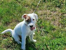 Jack Russel Terrier