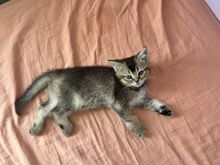Котята, кошечка, котёнок,