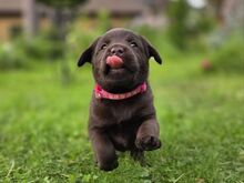 Labradori retriiveri kutsikad FCI