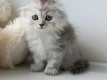 Scottish Fold kassipojad emane