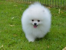 POMERANIAN