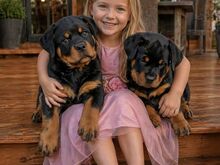 Rottweileri kutsikad