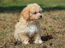 Maltipoo emane kutsikas