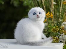 Sinisilmne Scottish Fold poiss