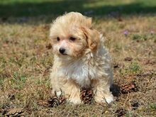 Maltipoo emane kutsikas