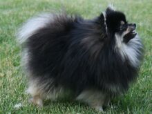 Pomeranian kutsikad