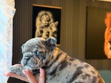 Müüa Prantsuse buldogi kutsikad