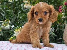 Cavapoo kutsikad