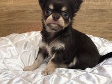 Chihuahua Kutsikad | Kennelklubis Registreeritud