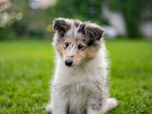 Collie (pikakarvaline)