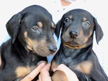 Dobermanni kutsikad