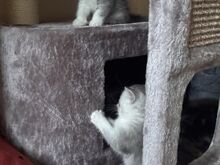 Шотландские вислоухие/прямоухие котята