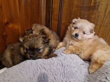 Pomeranian / kääbusspitsi preilid