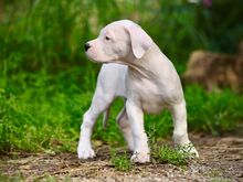 Argentiina dogi/dogo argentino