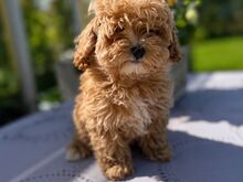 Maltipoo emane kutsikas