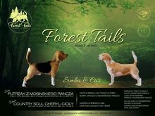 Isane beagle kutsikas