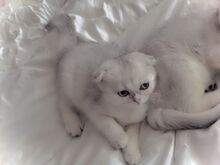 Scottish fold