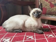 Тайские котята