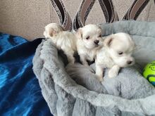 Malteze FCI