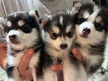 Pomsky