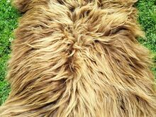 Heidschnucke lambanahad, Premium