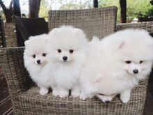 Pomeranian kutsikad