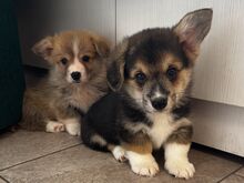 Pembroke Welsh Corgi