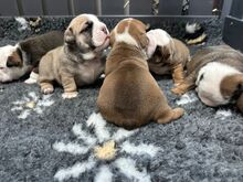 Beautifully bred English bulldogs