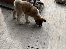 Akita kutsikad