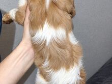 Cavalier King Charles spanjeli kutsikad!