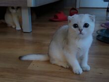 Super ilus scottish fold, hõbešinšilla