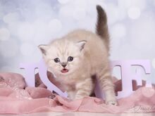 Британский короткошерстный котенок Девочка ❤️