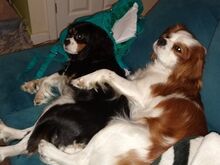 Cavalier King Charlesi spanjeli kutsikad