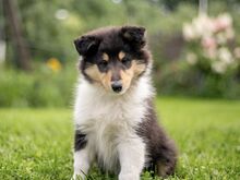 Collie (pikakarvaline)