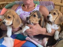 Beagle'i kutsikad