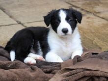 Bordercollie kutsikad