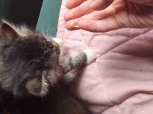Котёнок