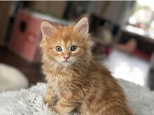 Красивые котята мейн-кун